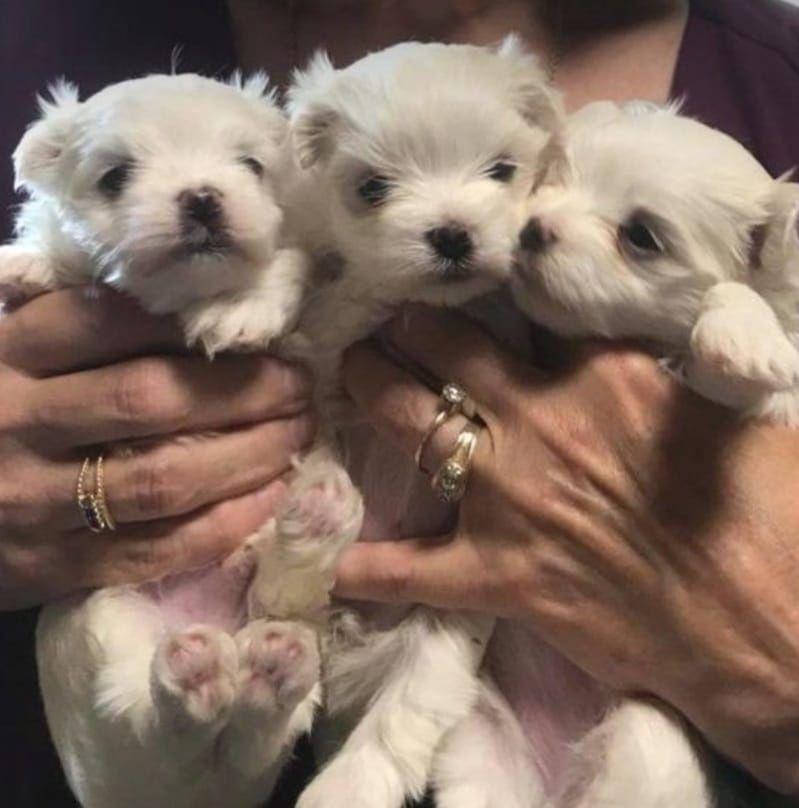 Bichon maltez(maltesse) MINI TOY