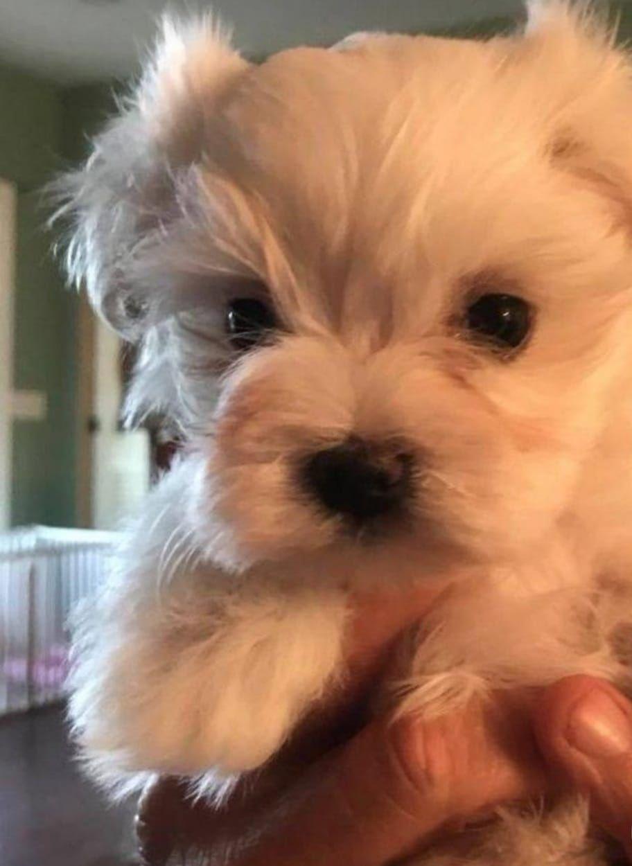 Bichon maltez(maltesse) MINI TOY