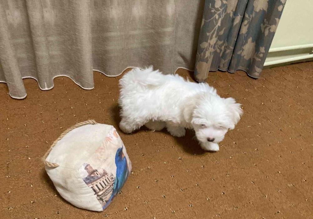 bichon maltezze