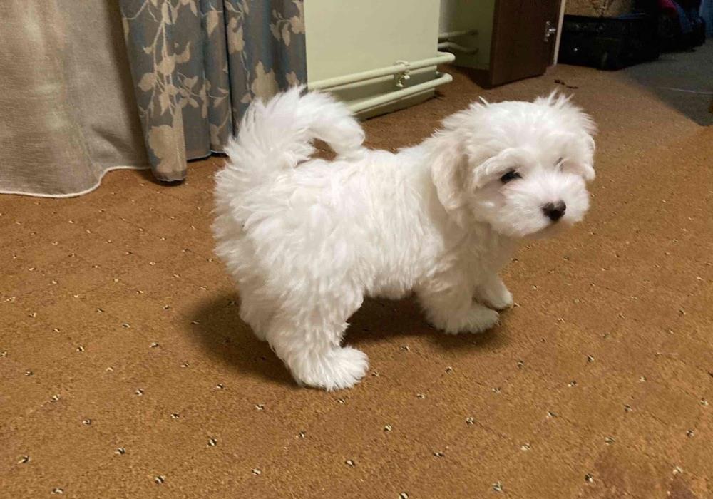 bichon maltezze