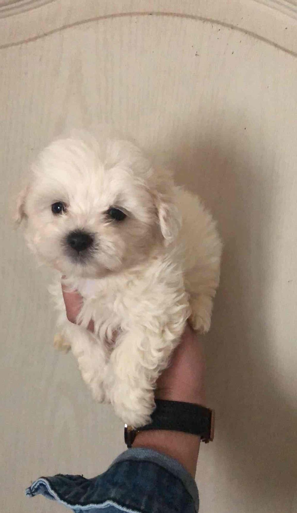 bichon maltezze