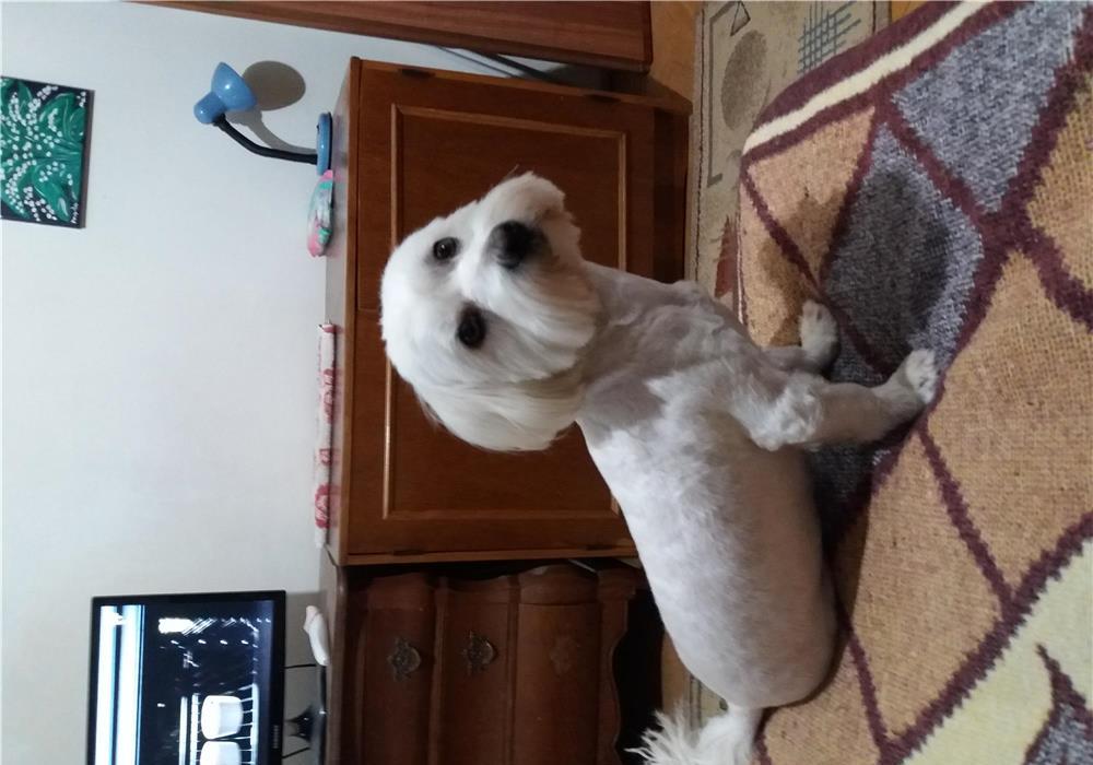 Bichon montă