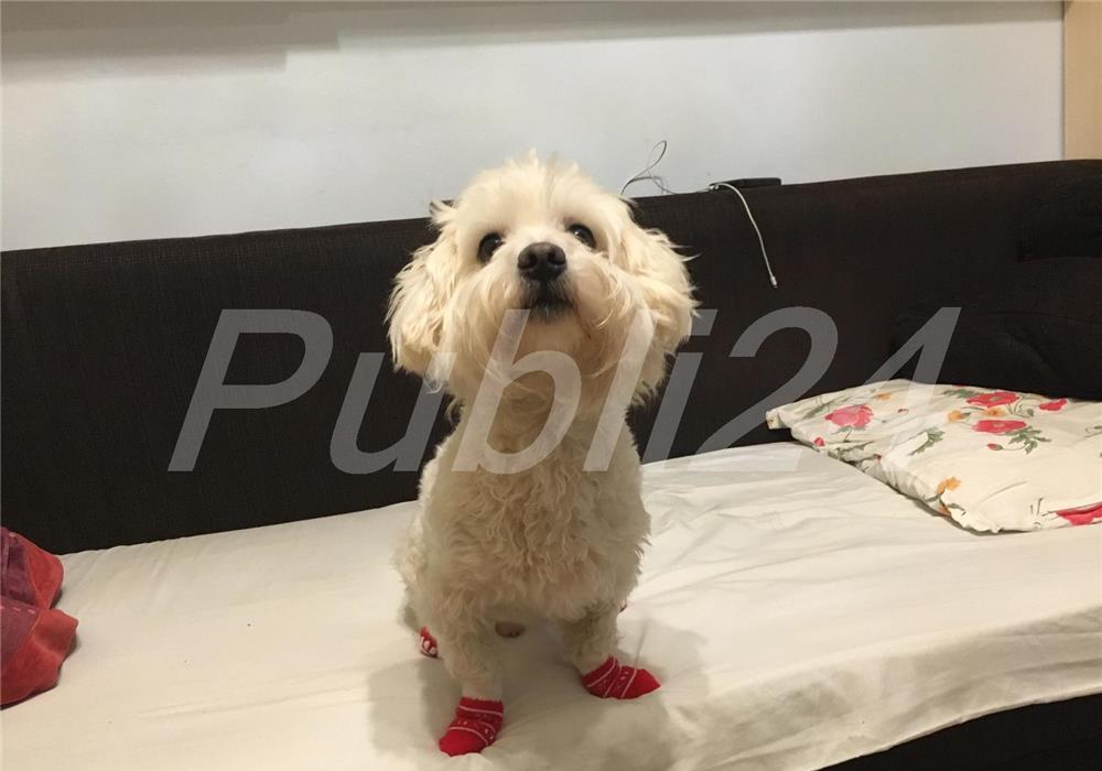 Bichon montă