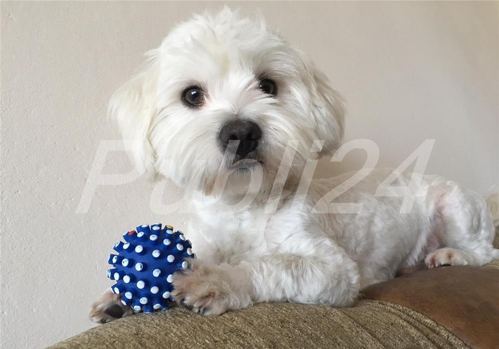 Bichon montă