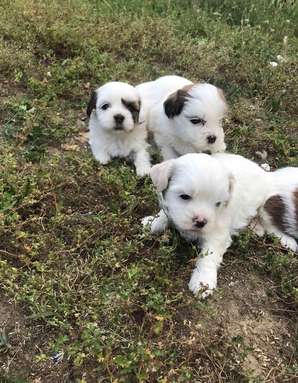 bichon talie mica
