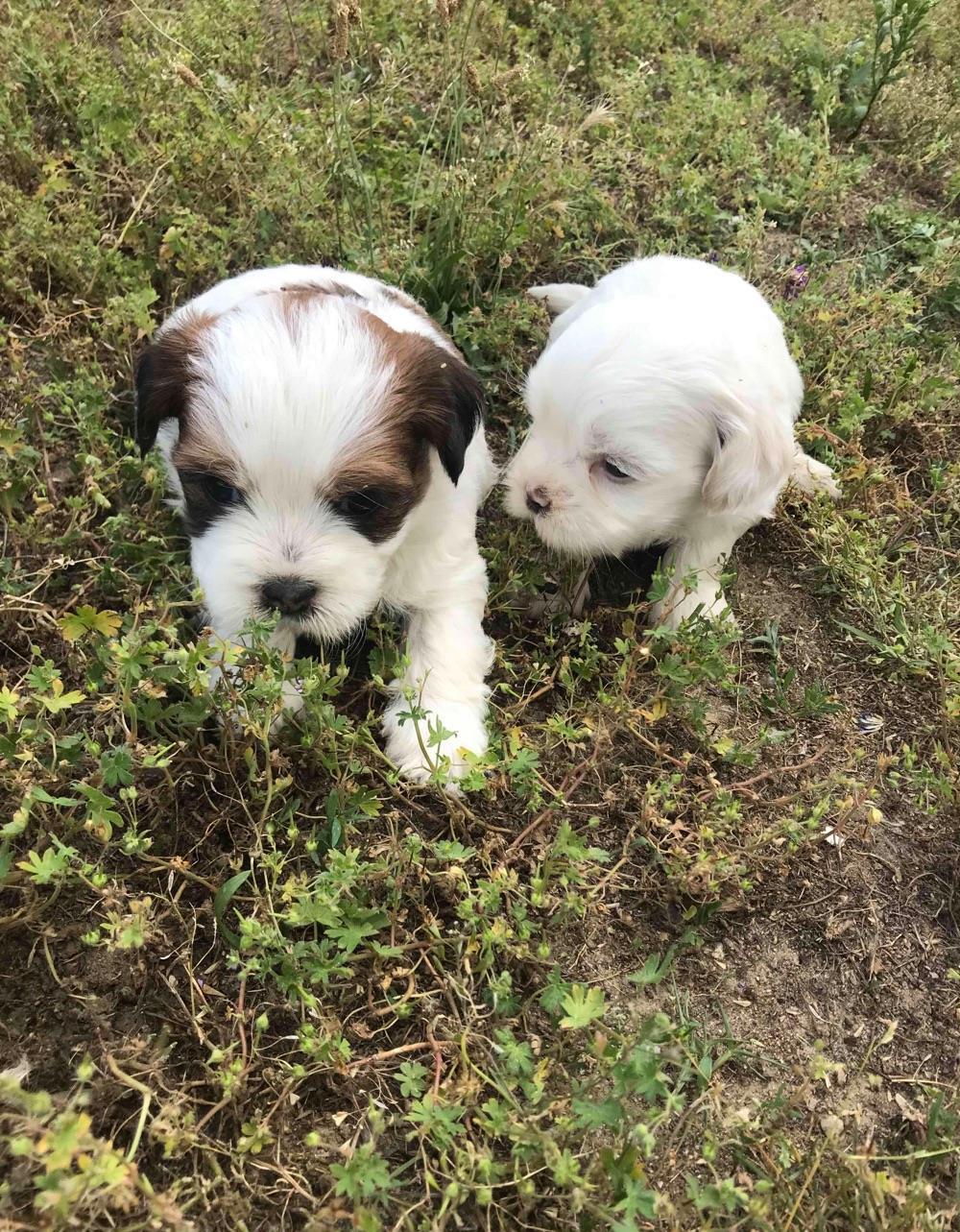 bichon talie mica