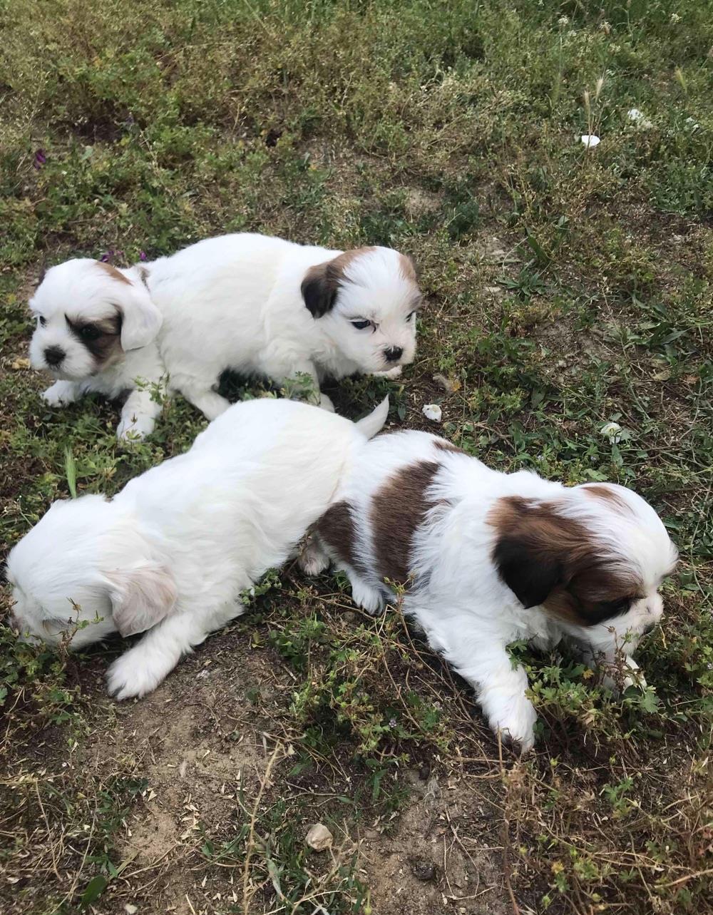 bichon talie mica