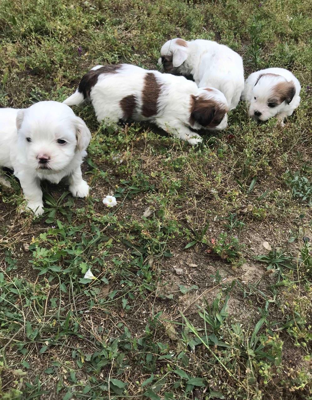 bichon talie mica