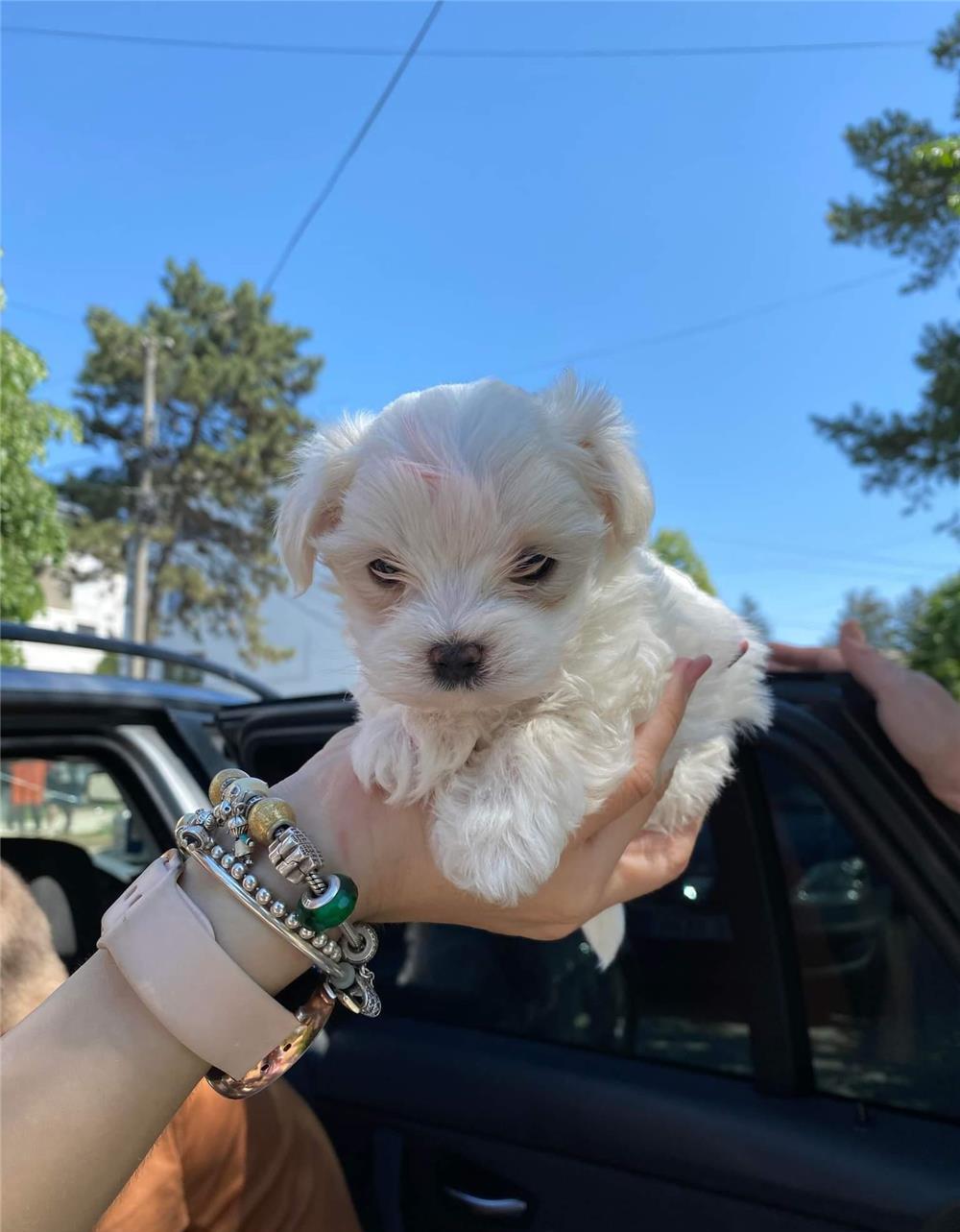 Bichon toy
