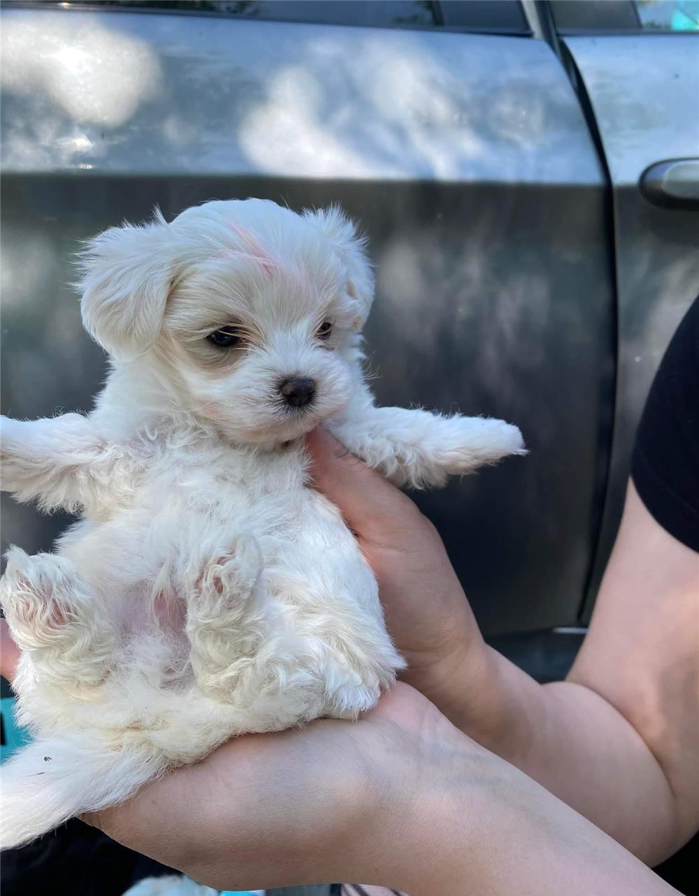 Bichon toy