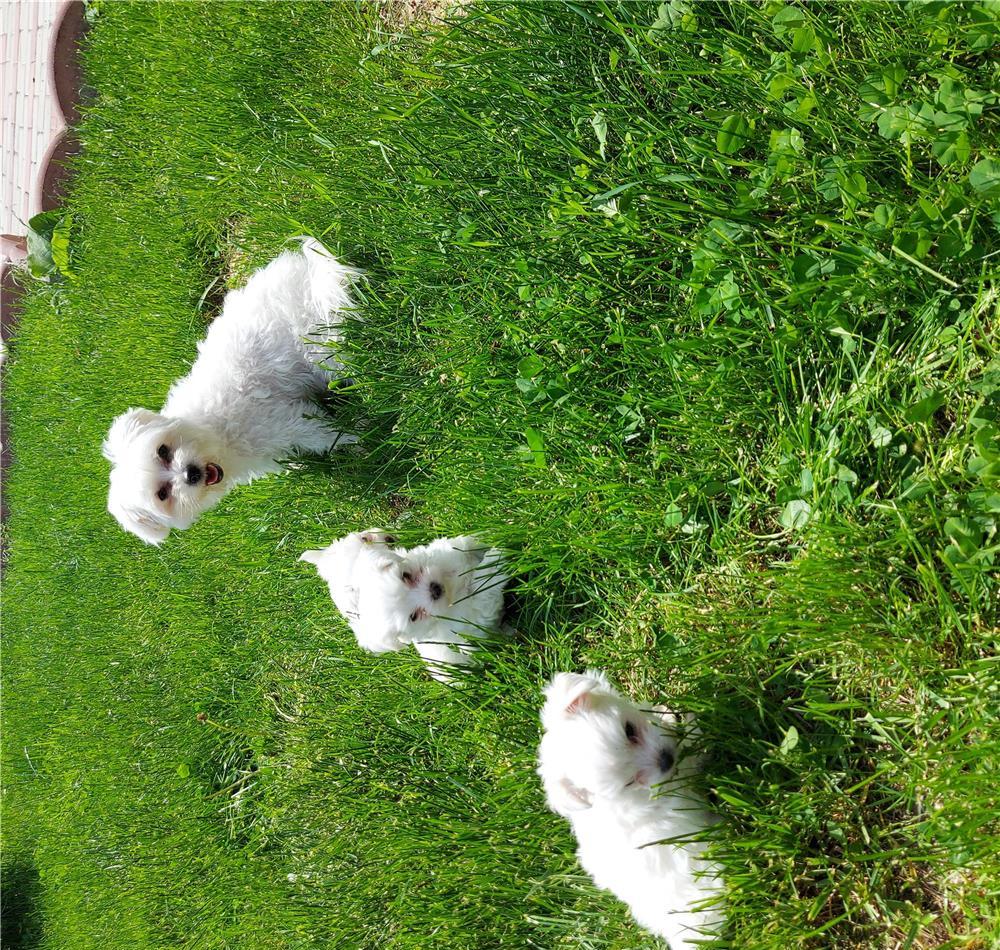 Bichon toy