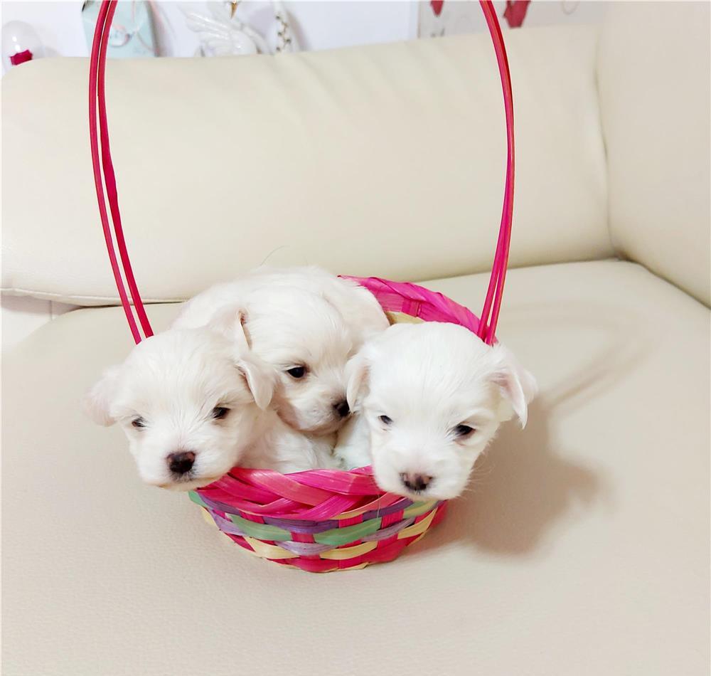 Bichon toy