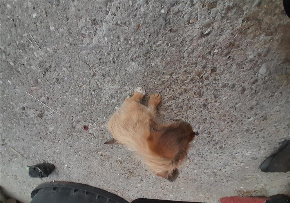 Bichoni