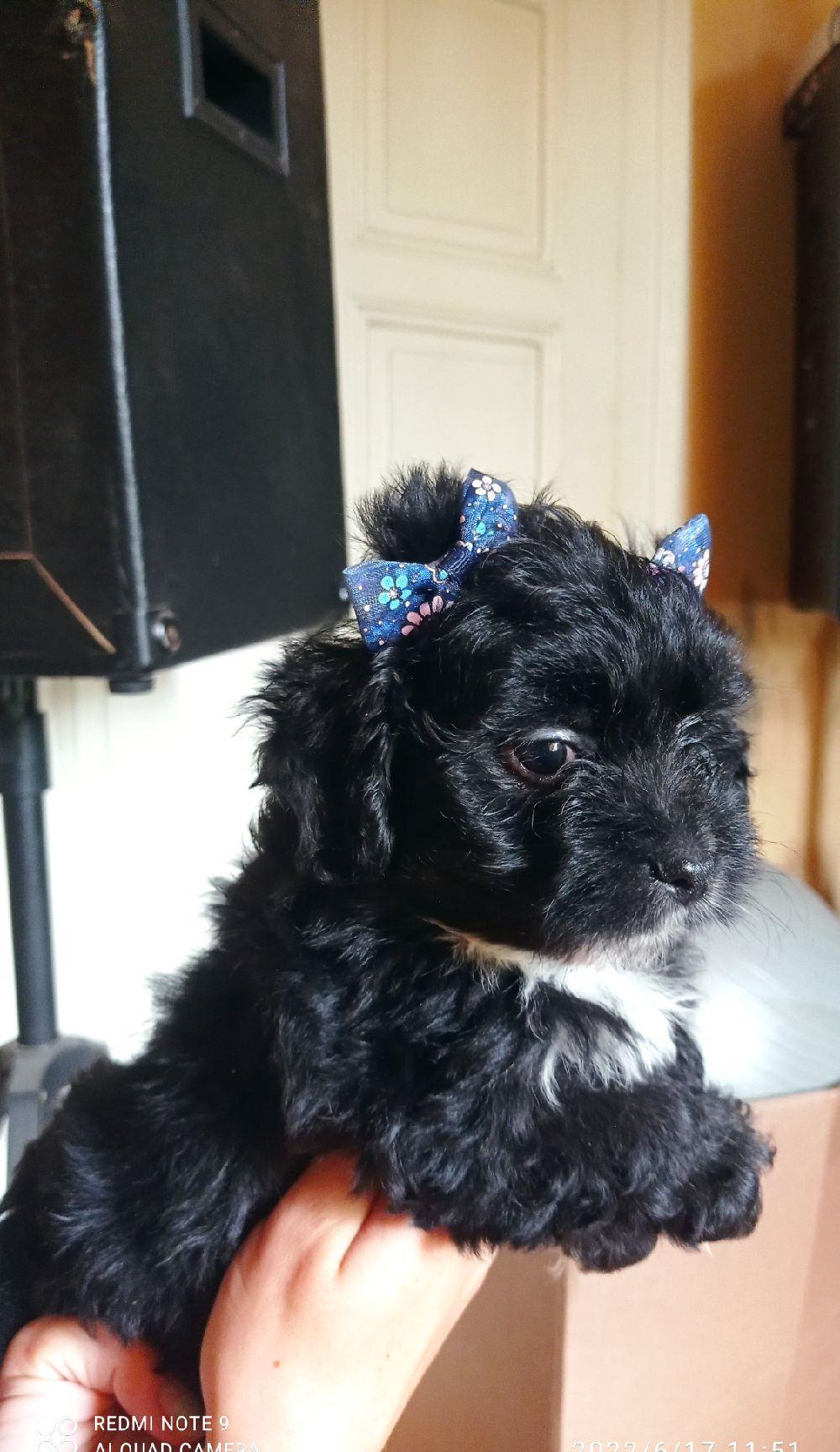 BICHONI HAVANESE