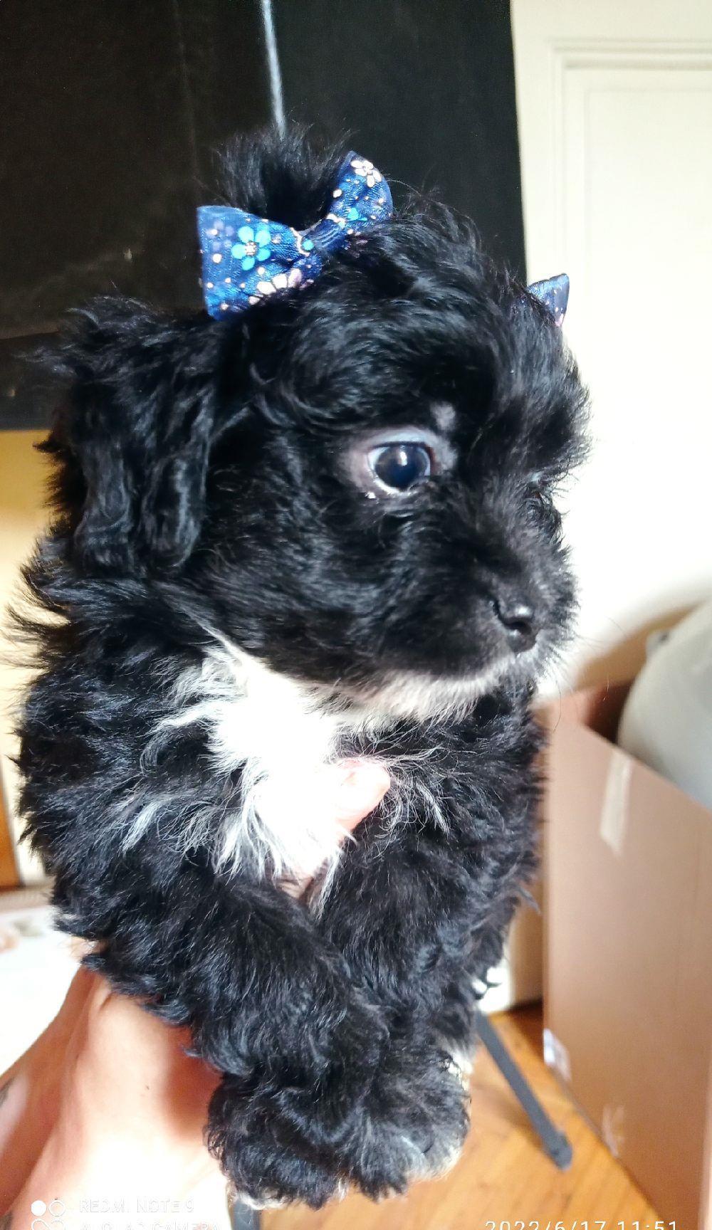 BICHONI HAVANESE