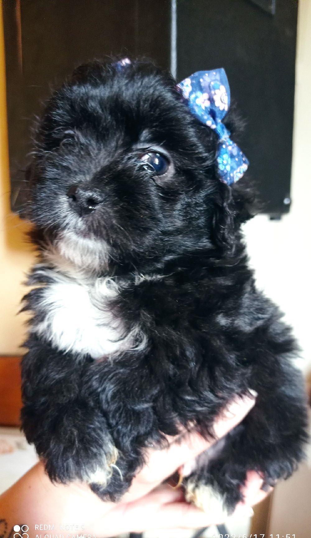 BICHONI HAVANESE
