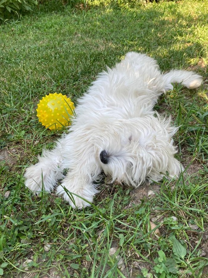 Bichoni maltezi își caută căsuță