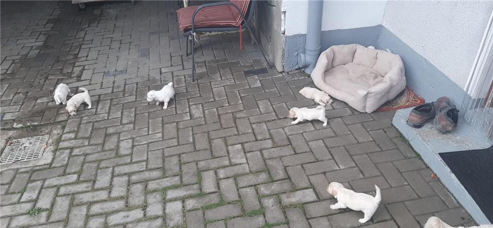 Bichoni minunați cauta stăpân
