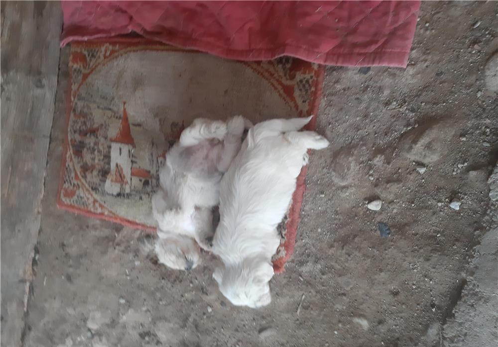 Bichoni minunați cauta stăpân