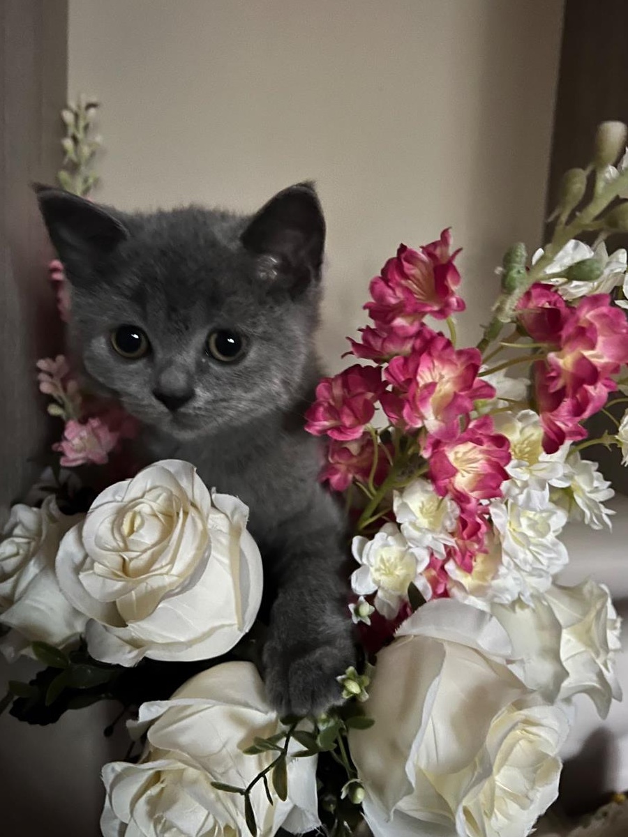birtish shorthair blue