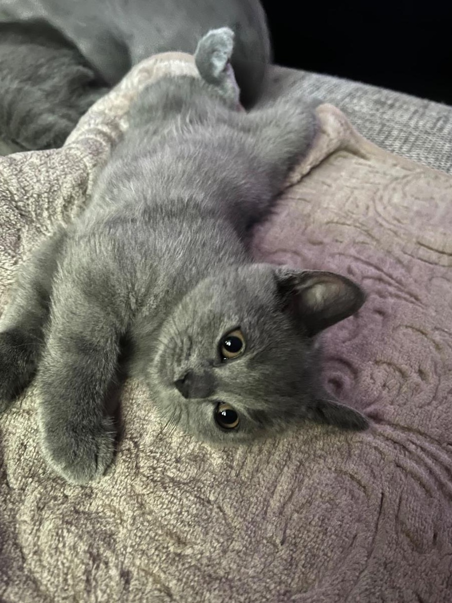birtish shorthair blue