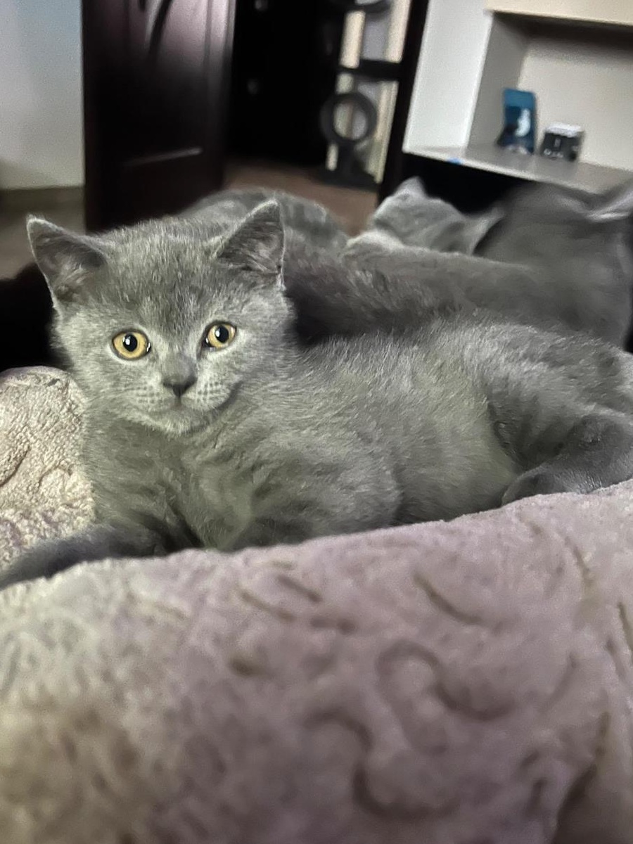 birtish shorthair blue