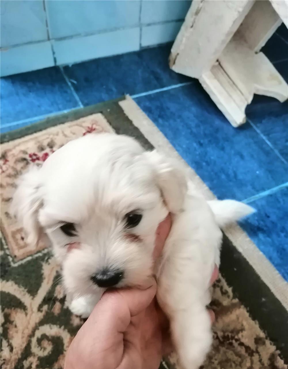 Bischon maltez