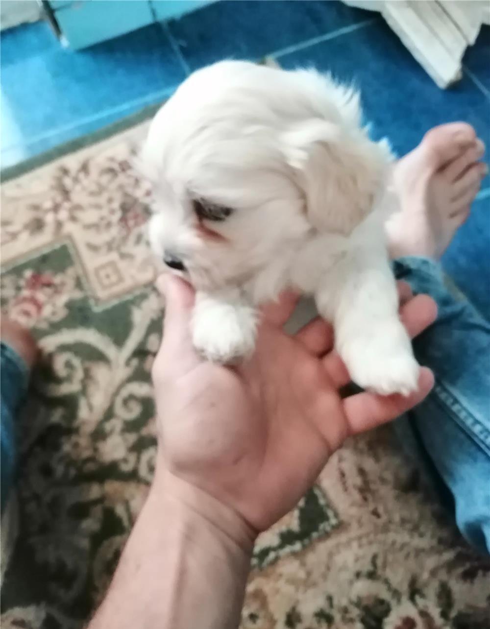 Bischon maltez