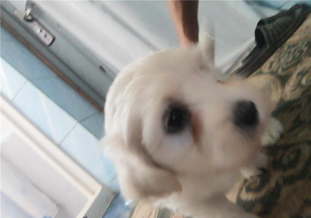 Bischon maltez