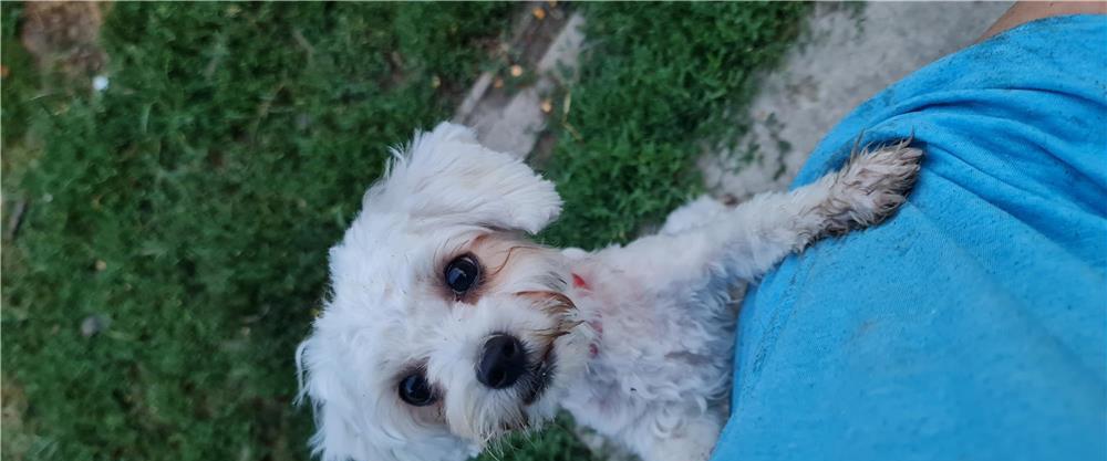 bischoni maltese
