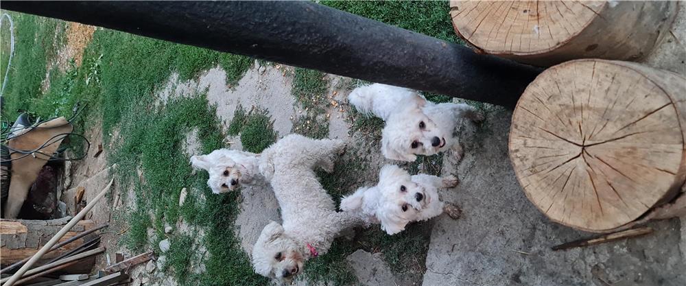 bischoni maltese