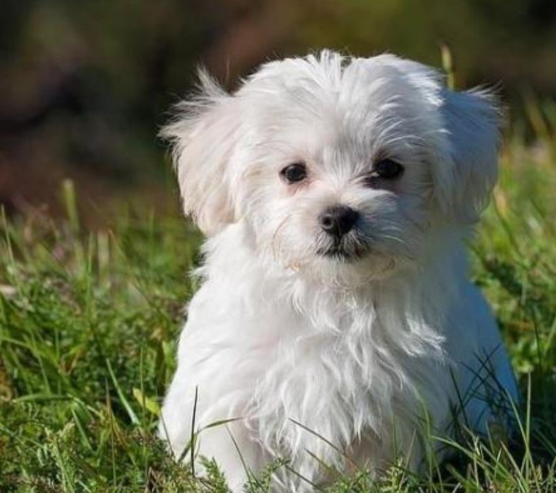 bischoni maltese