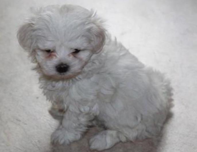 bischoni maltese