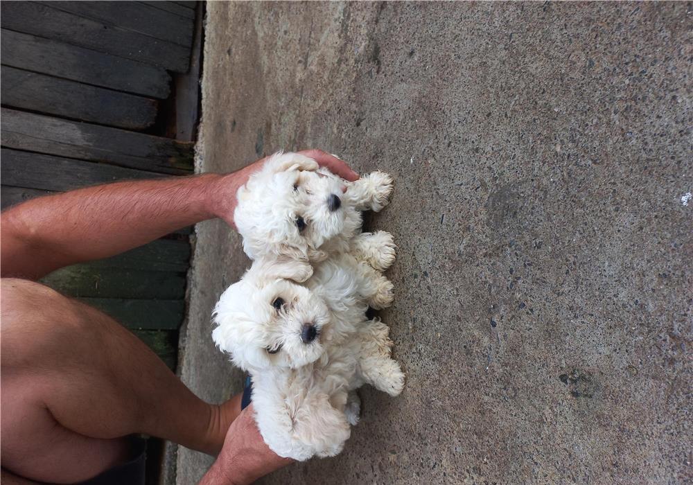 Bishon Frise de 2luni