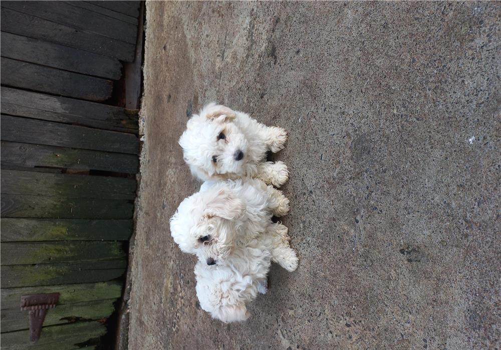 Bishon Frise de 2luni