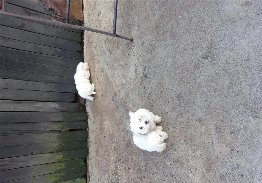 Bishon Frise de 2luni