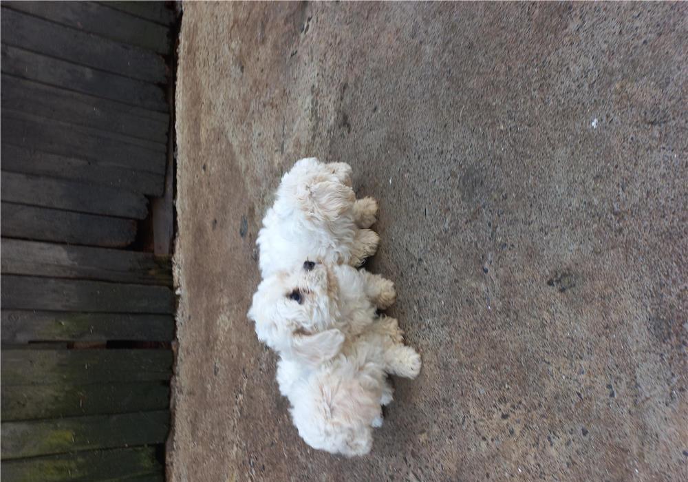 Bishon Frise de 2luni