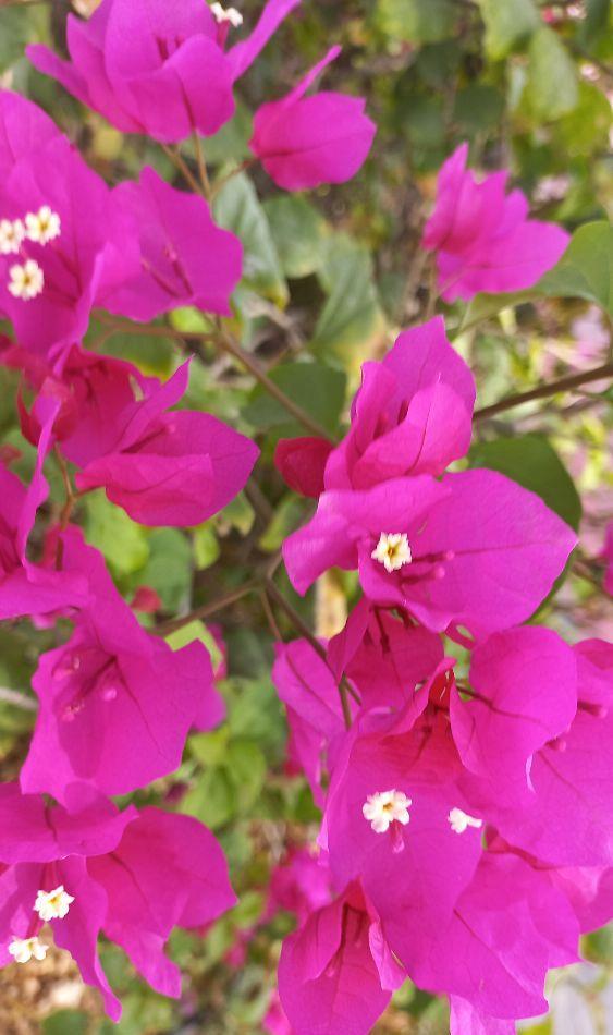 boungavillea