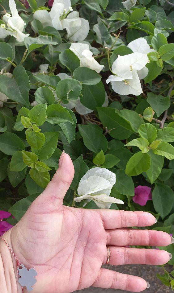 boungavillea