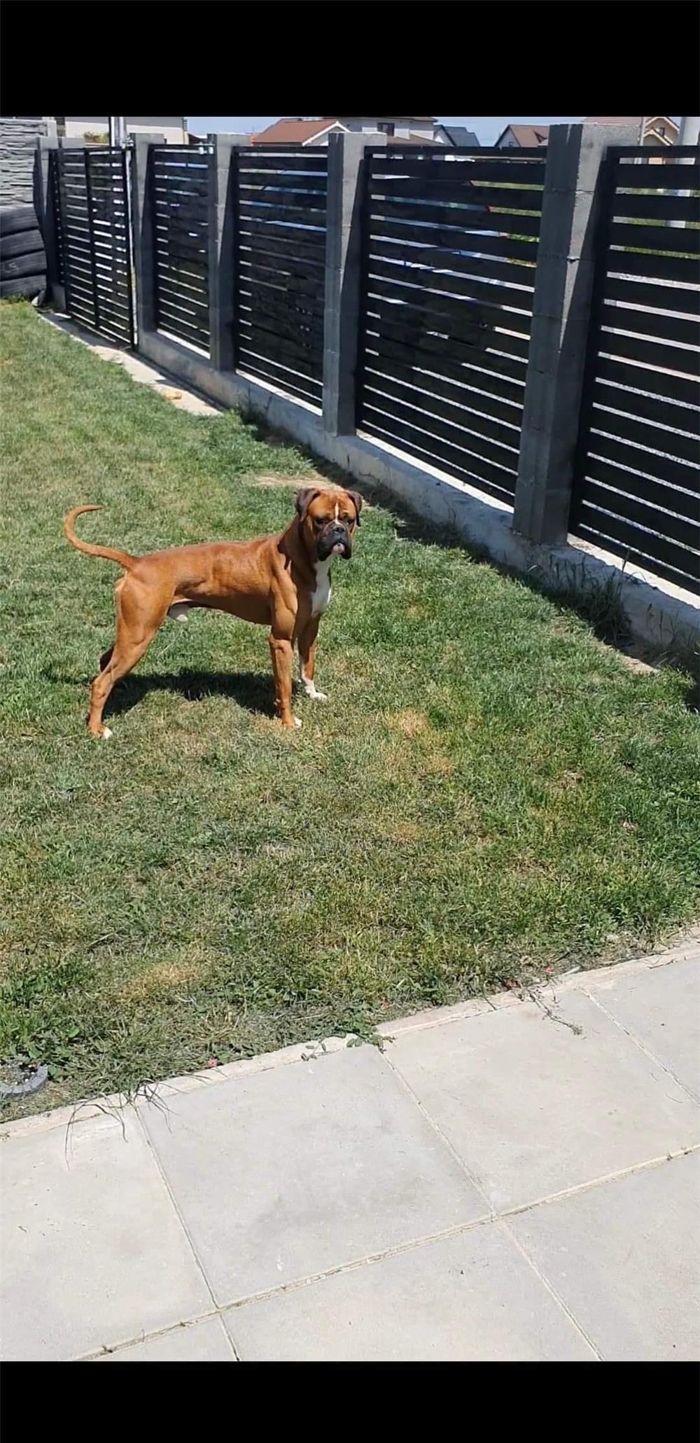 Boxer