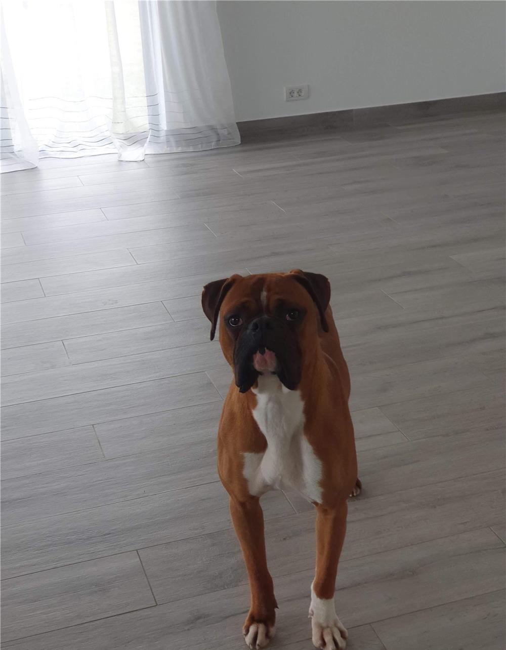 Boxer