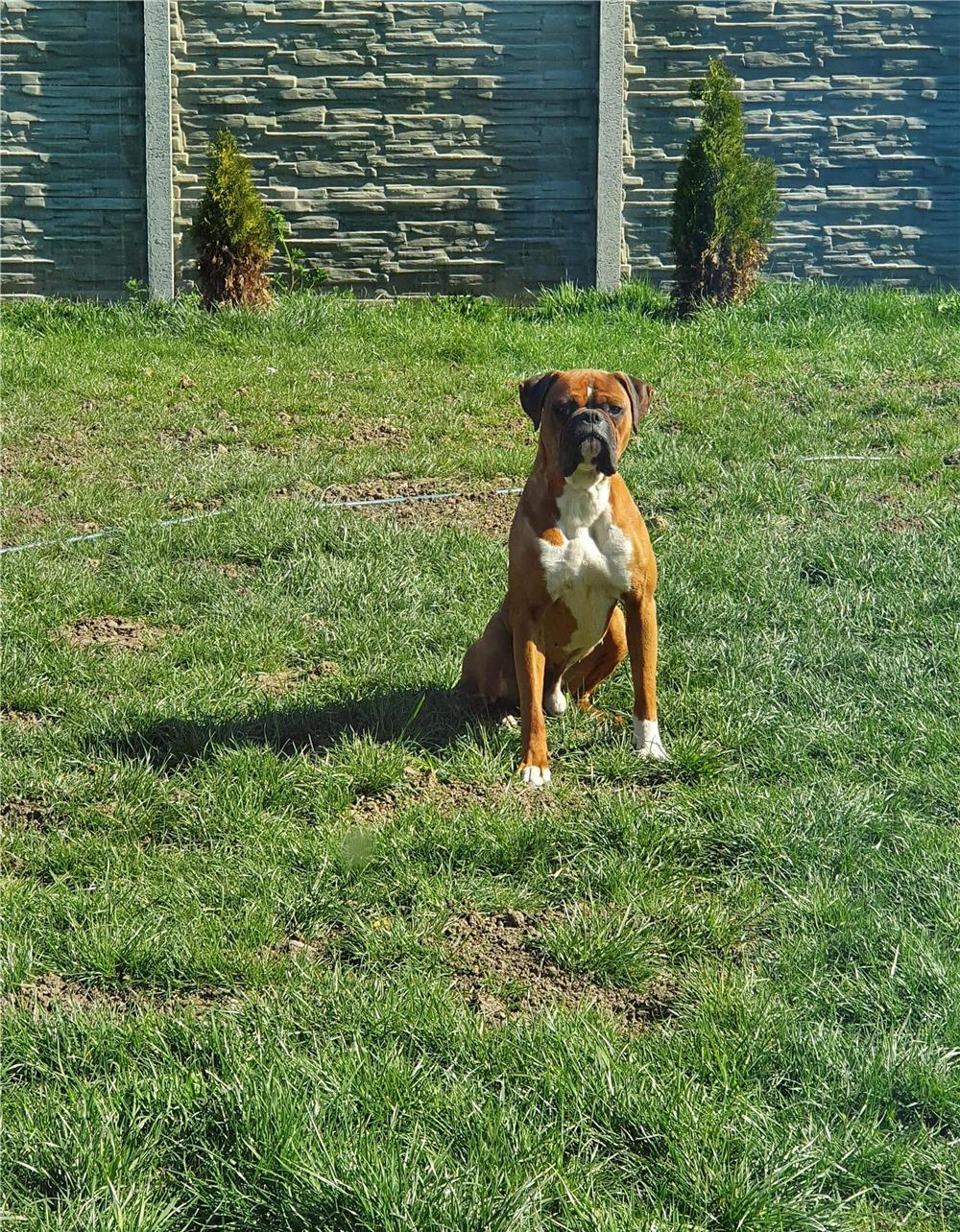 Boxer