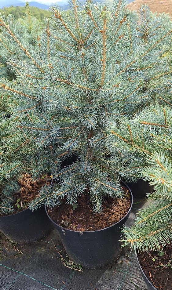 BRAD ARGINTIU  (molid Picea Pungens Kaibab)