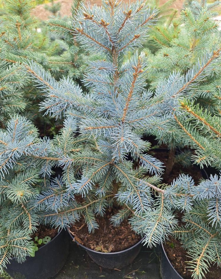 BRAD ARGINTIU  (molid Picea Pungens Kaibab)