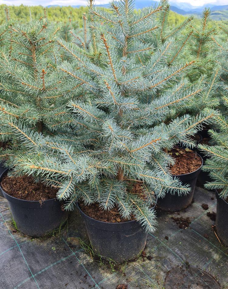 BRAD ARGINTIU  (molid Picea Pungens Kaibab)