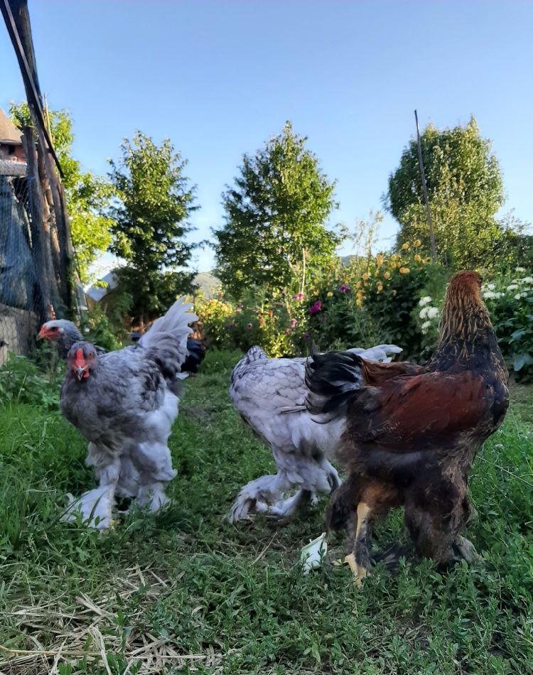 Brahma