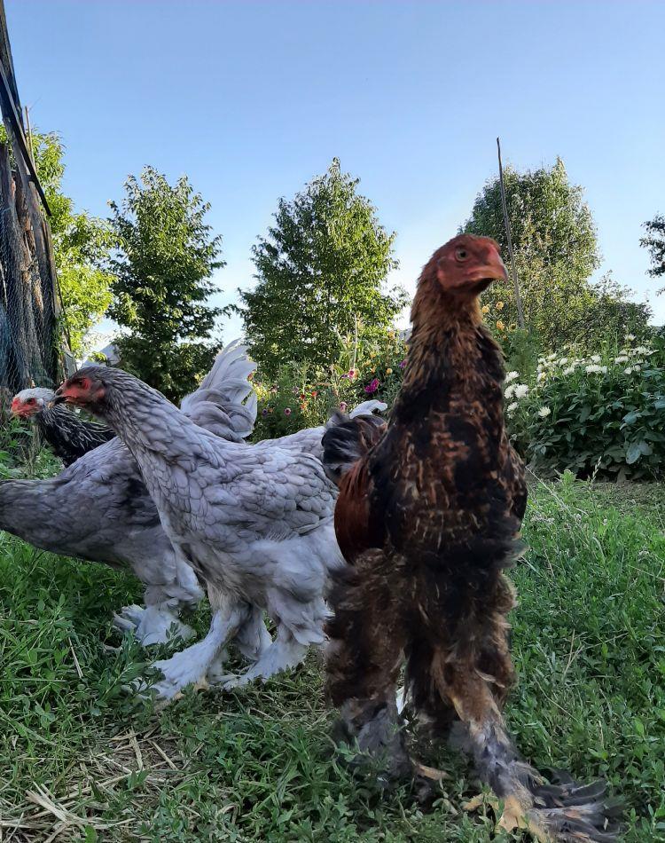 Brahma