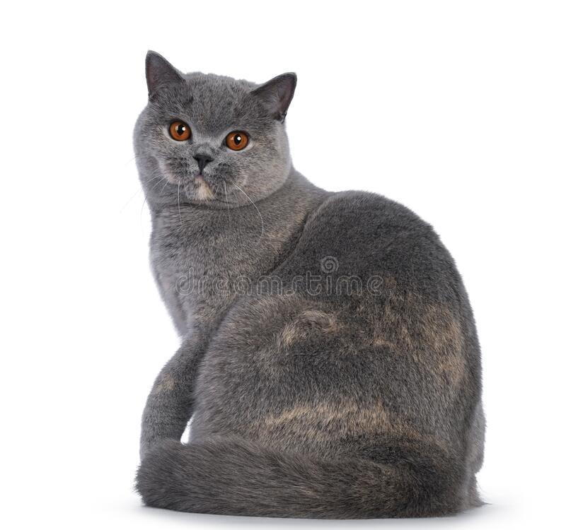 british blue