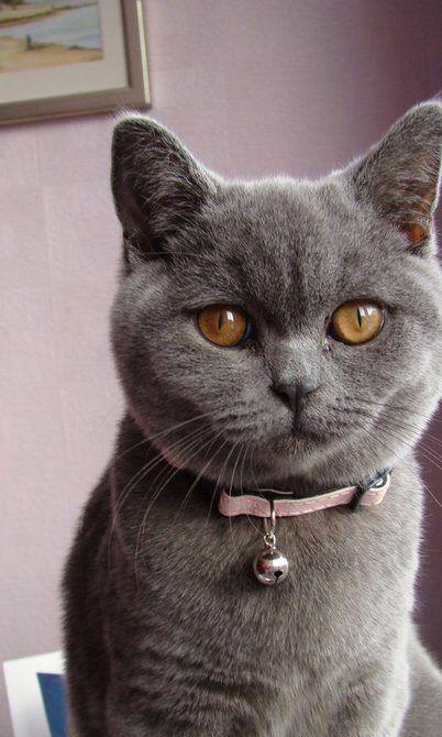 british blue