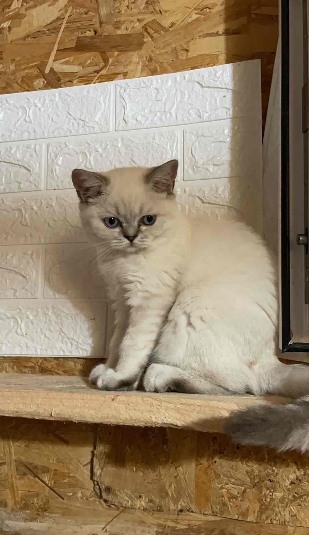 British chinchila shorthair